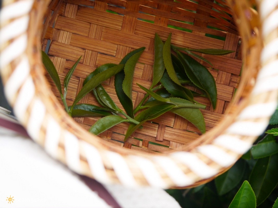 【2026台東初鹿一日遊】初鹿美食景點旅遊指南～一日茶農採茶趣、藥草火鍋吃到飽、深山裡的柴燒陶藝、釋迦鑰匙圈DIY ！