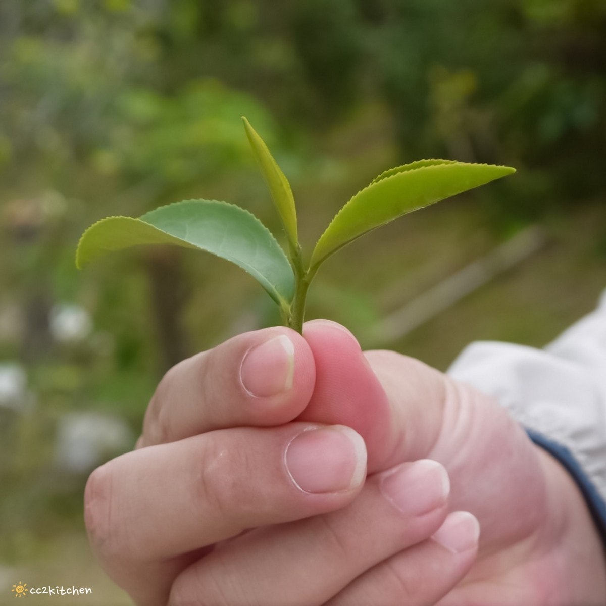 【2026台東初鹿一日遊】初鹿美食景點旅遊指南～一日茶農採茶趣、藥草火鍋吃到飽、深山裡的柴燒陶藝、釋迦鑰匙圈DIY ！