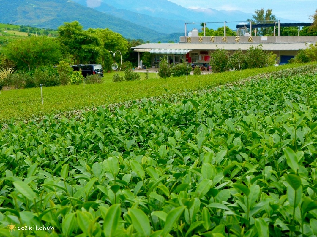 【2026台東初鹿一日遊】初鹿美食景點旅遊指南～一日茶農採茶趣、藥草火鍋吃到飽、深山裡的柴燒陶藝、釋迦鑰匙圈DIY ！