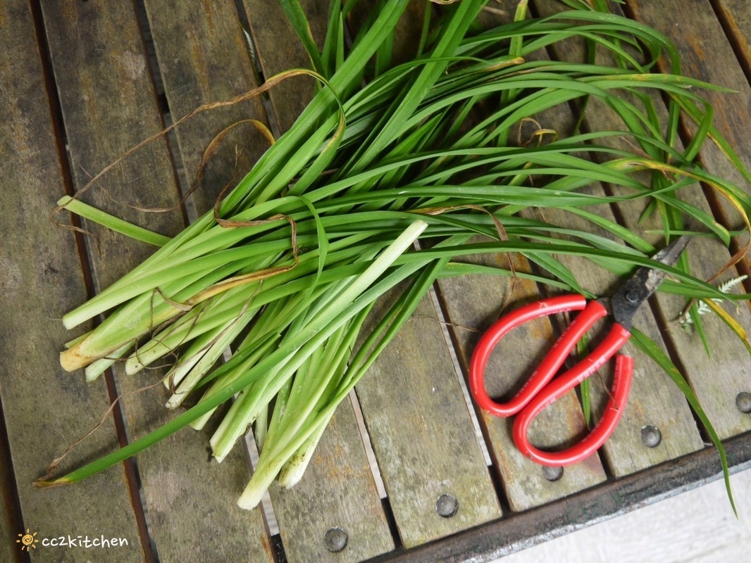 【2026台東太麻里金針山一日遊】金針山賞花秘境、森呼吸金針瑜珈、金針園採筍趣、水果茶凍DIY、大啖金針私房創意料理 ！