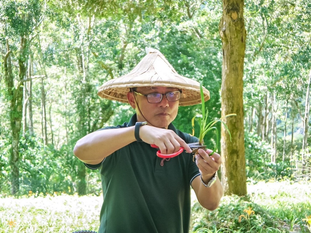 【2026台東太麻里金針山一日遊】金針山賞花秘境、森呼吸金針瑜珈、金針園採筍趣、水果茶凍DIY、大啖金針私房創意料理 ！
