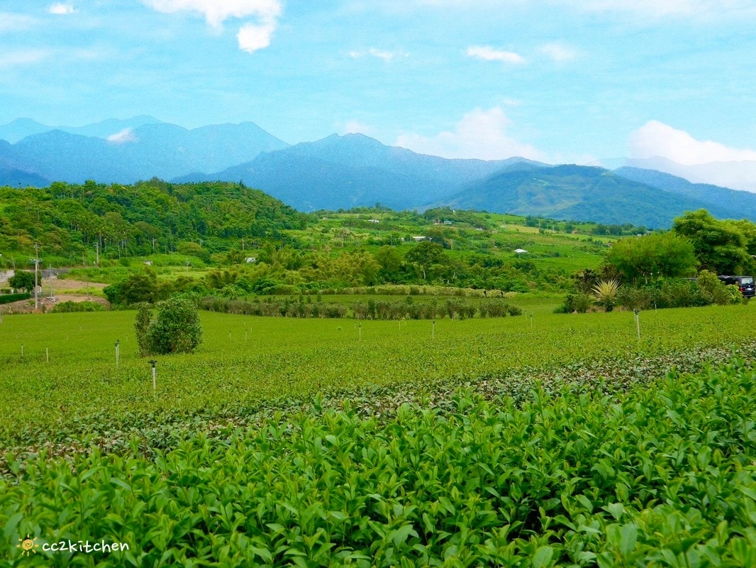 【2026台東初鹿一日遊】初鹿美食景點旅遊指南～一日茶農採茶趣、藥草火鍋吃到飽、深山裡的柴燒陶藝、釋迦鑰匙圈DIY ！