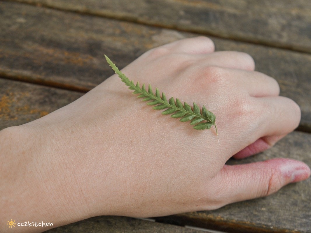 【2026台東太麻里金針山一日遊】金針山賞花秘境、森呼吸金針瑜珈、金針園採筍趣、水果茶凍DIY、大啖金針私房創意料理 ！