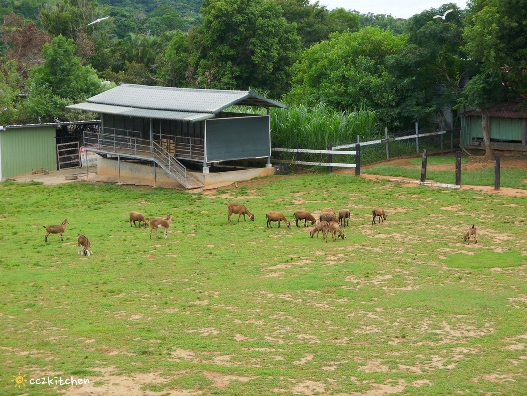 【2026台東初鹿一日遊】初鹿美食景點旅遊指南～一日茶農採茶趣、藥草火鍋吃到飽、深山裡的柴燒陶藝、釋迦鑰匙圈DIY ！