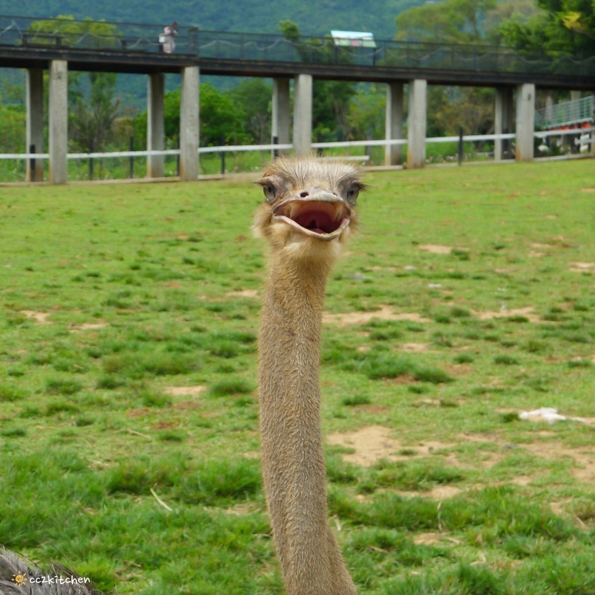 【2026台東初鹿一日遊】初鹿美食景點旅遊指南～一日茶農採茶趣、藥草火鍋吃到飽、深山裡的柴燒陶藝、釋迦鑰匙圈DIY ！