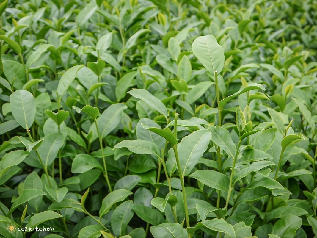 【2026台東初鹿一日遊】初鹿美食景點旅遊指南～一日茶農採茶趣、藥草火鍋吃到飽、深山裡的柴燒陶藝、釋迦鑰匙圈DIY ！