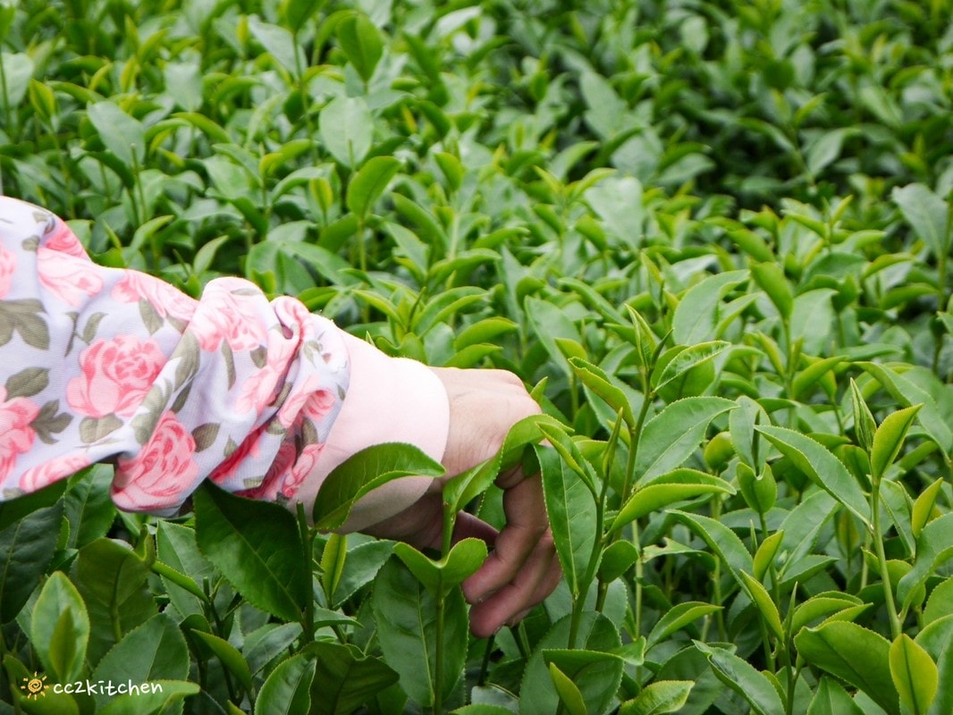 【2026台東初鹿一日遊】初鹿美食景點旅遊指南～一日茶農採茶趣、藥草火鍋吃到飽、深山裡的柴燒陶藝、釋迦鑰匙圈DIY ！