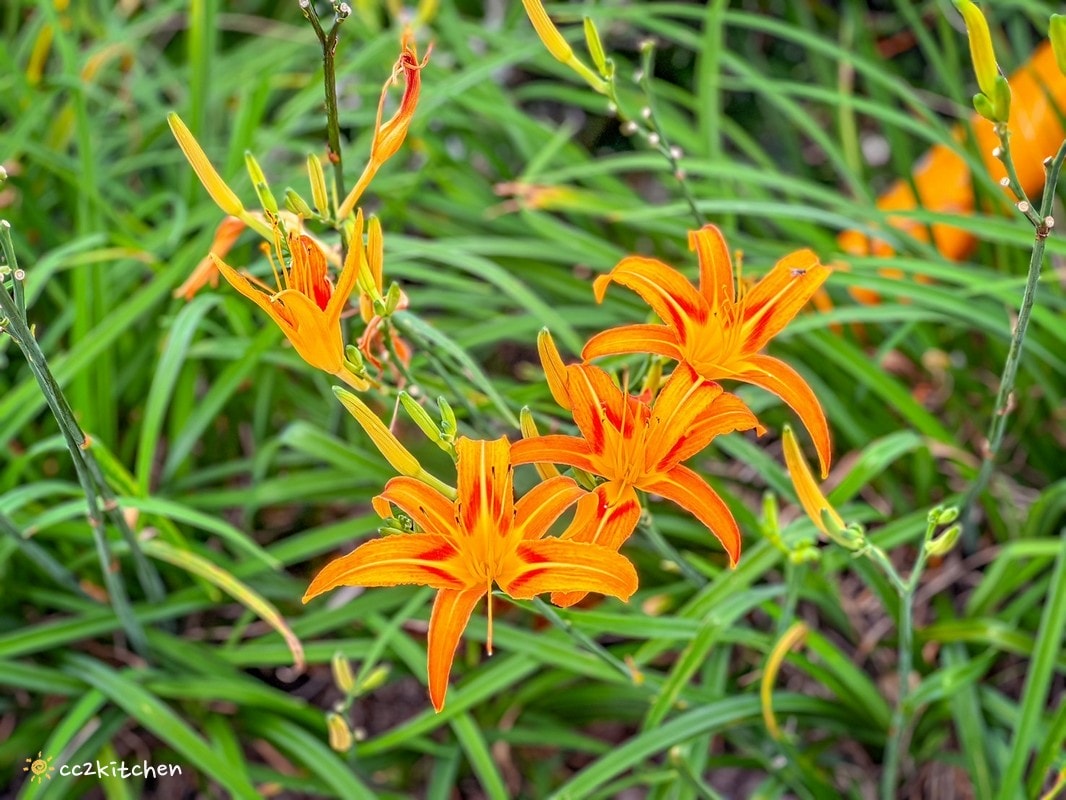 【2026台東太麻里金針山一日遊】金針山賞花秘境、森呼吸金針瑜珈、金針園採筍趣、水果茶凍DIY、大啖金針私房創意料理 ！