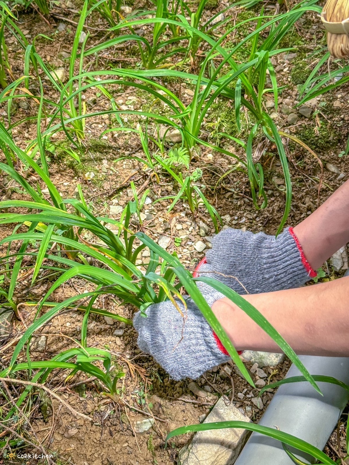 【2026台東太麻里金針山一日遊】金針山賞花秘境、森呼吸金針瑜珈、金針園採筍趣、水果茶凍DIY、大啖金針私房創意料理 ！