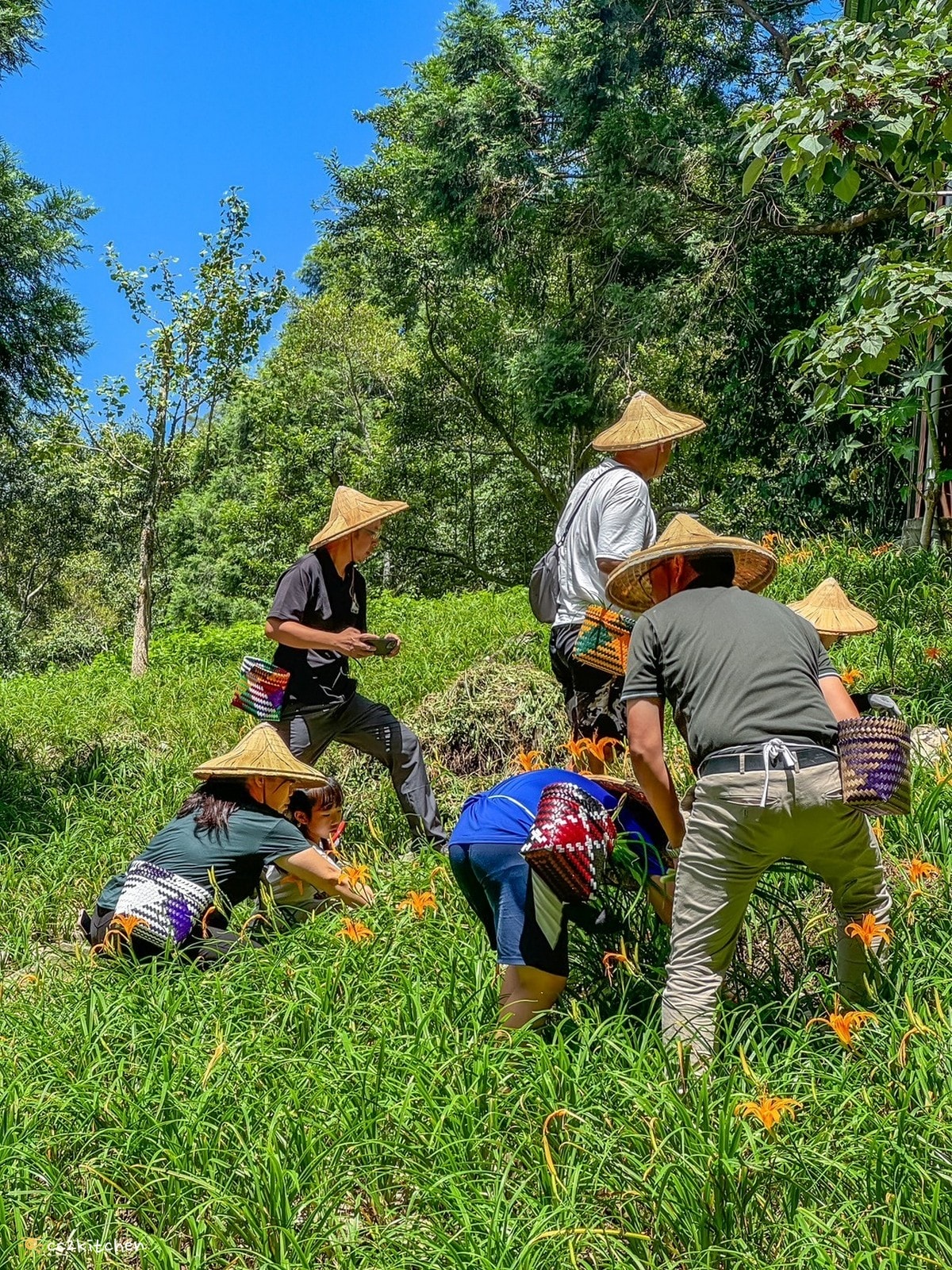 【2026台東太麻里金針山一日遊】金針山賞花秘境、森呼吸金針瑜珈、金針園採筍趣、水果茶凍DIY、大啖金針私房創意料理 ！