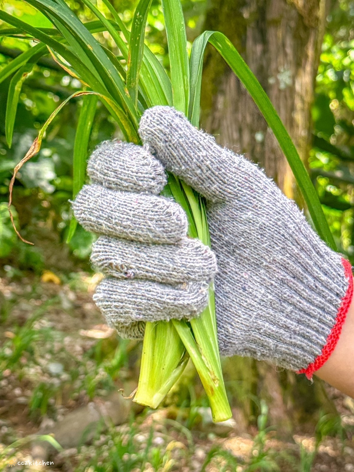 【2026台東太麻里金針山一日遊】金針山賞花秘境、森呼吸金針瑜珈、金針園採筍趣、水果茶凍DIY、大啖金針私房創意料理 ！