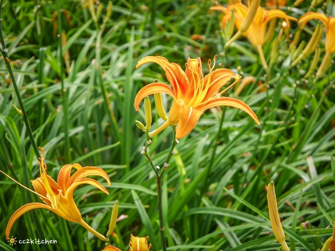 【2026台東太麻里金針山一日遊】金針山賞花秘境、森呼吸金針瑜珈、金針園採筍趣、水果茶凍DIY、大啖金針私房創意料理 ！