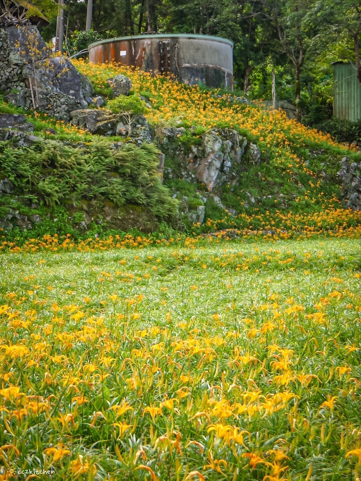【2026台東太麻里金針山一日遊】金針山賞花秘境、森呼吸金針瑜珈、金針園採筍趣、水果茶凍DIY、大啖金針私房創意料理 ！