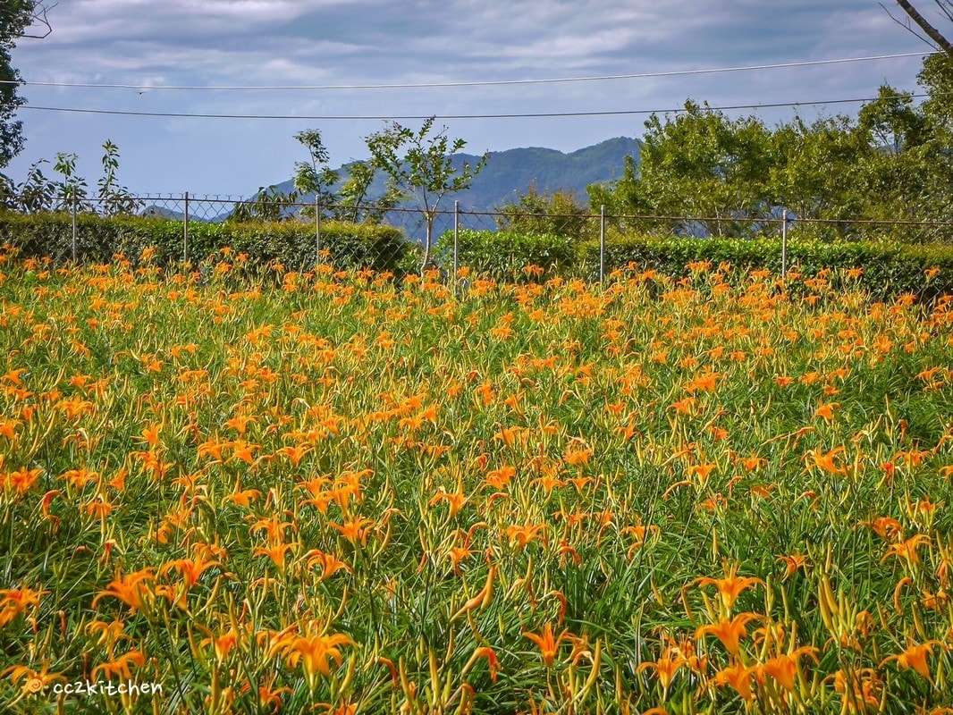 【2026台東太麻里金針山一日遊】金針山賞花秘境、森呼吸金針瑜珈、金針園採筍趣、水果茶凍DIY、大啖金針私房創意料理 ！