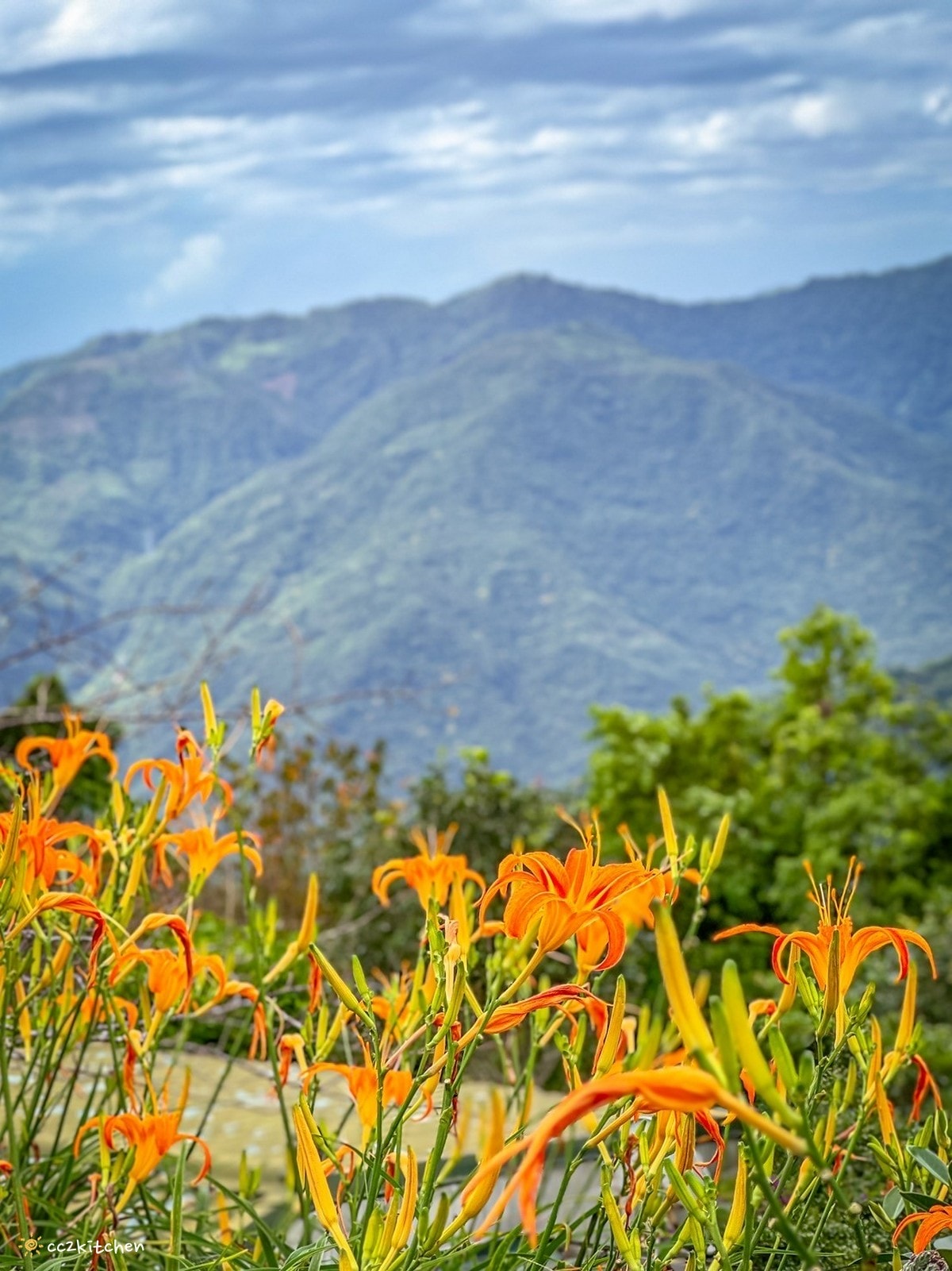【2026台東太麻里金針山一日遊】金針山賞花秘境、森呼吸金針瑜珈、金針園採筍趣、水果茶凍DIY、大啖金針私房創意料理 ！