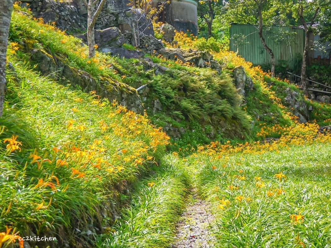 【2026台東太麻里金針山一日遊】金針山賞花秘境、森呼吸金針瑜珈、金針園採筍趣、水果茶凍DIY、大啖金針私房創意料理 ！