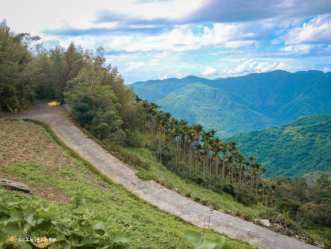 【2026台東太麻里金針山一日遊】金針山賞花秘境、森呼吸金針瑜珈、金針園採筍趣、水果茶凍DIY、大啖金針私房創意料理 ！