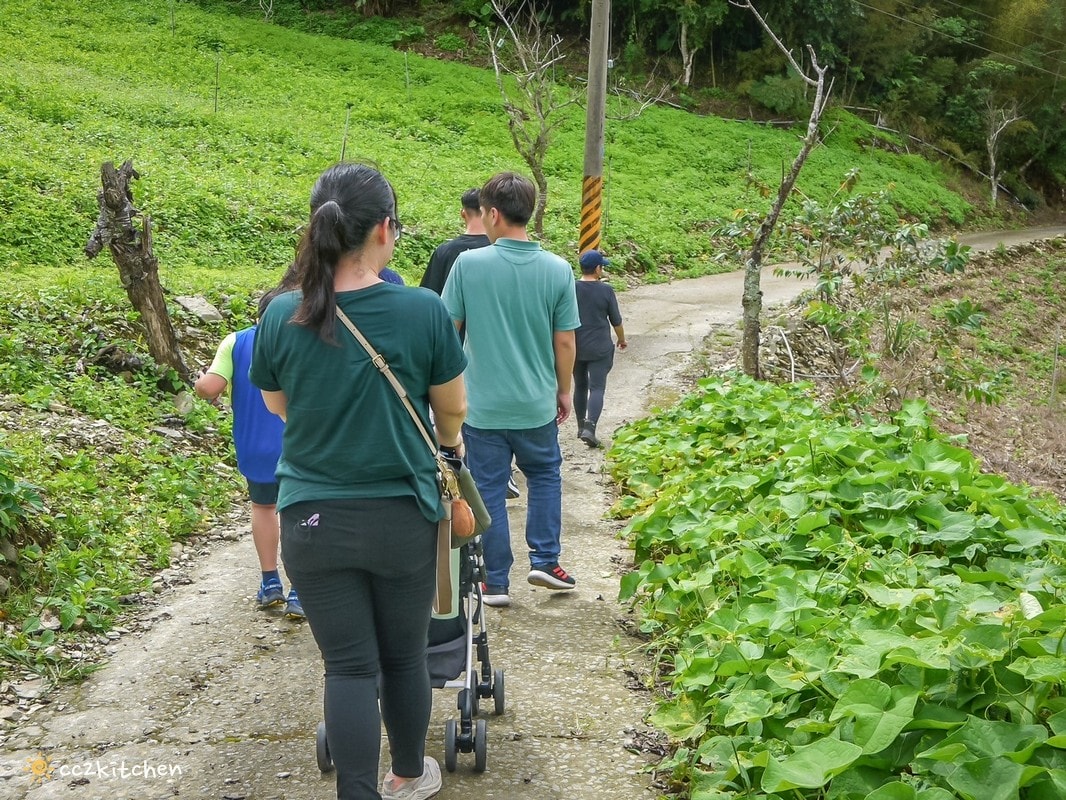 【2026台東太麻里金針山一日遊】金針山賞花秘境、森呼吸金針瑜珈、金針園採筍趣、水果茶凍DIY、大啖金針私房創意料理 ！