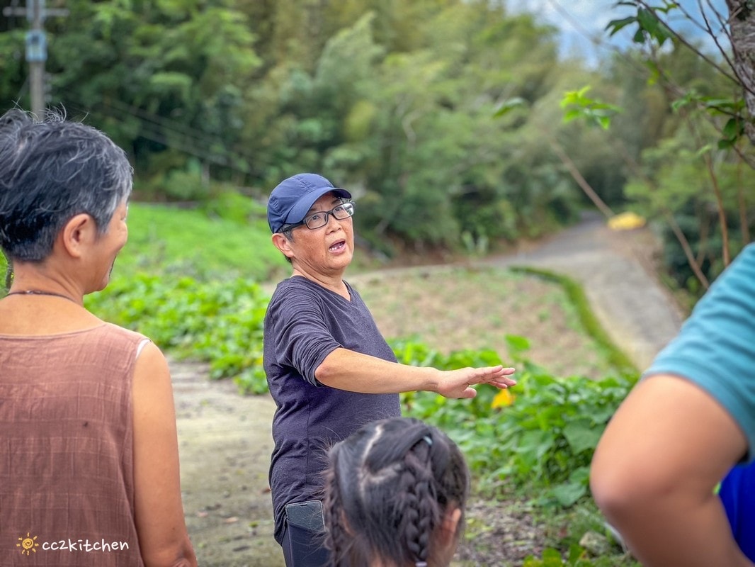 【2026台東太麻里金針山一日遊】金針山賞花秘境、森呼吸金針瑜珈、金針園採筍趣、水果茶凍DIY、大啖金針私房創意料理 ！
