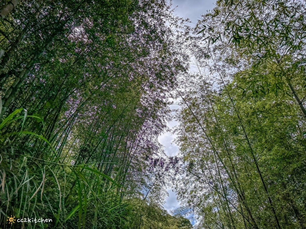 【2026台東太麻里金針山一日遊】金針山賞花秘境、森呼吸金針瑜珈、金針園採筍趣、水果茶凍DIY、大啖金針私房創意料理 ！