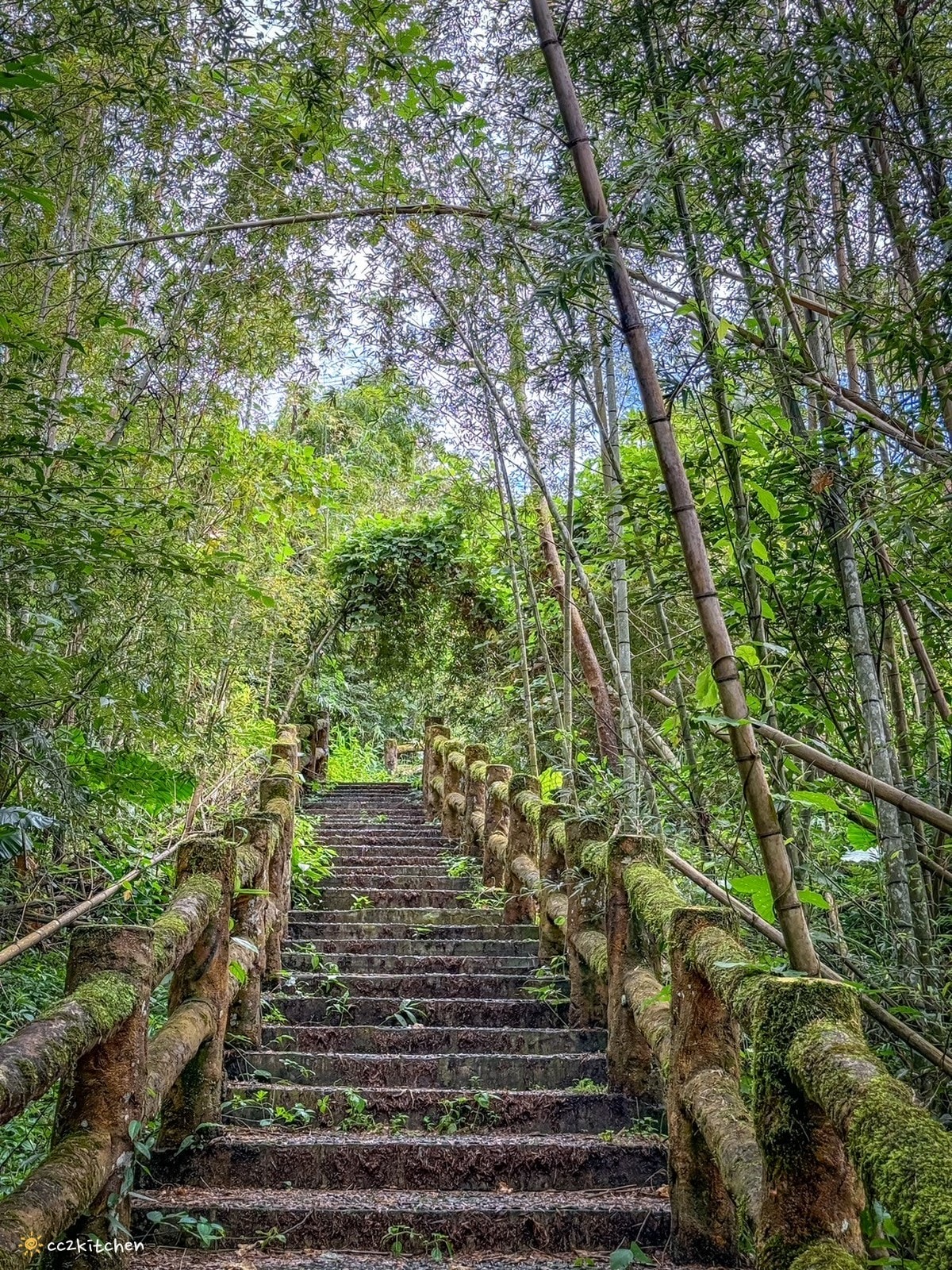 【2026台東太麻里金針山一日遊】金針山賞花秘境、森呼吸金針瑜珈、金針園採筍趣、水果茶凍DIY、大啖金針私房創意料理 ！