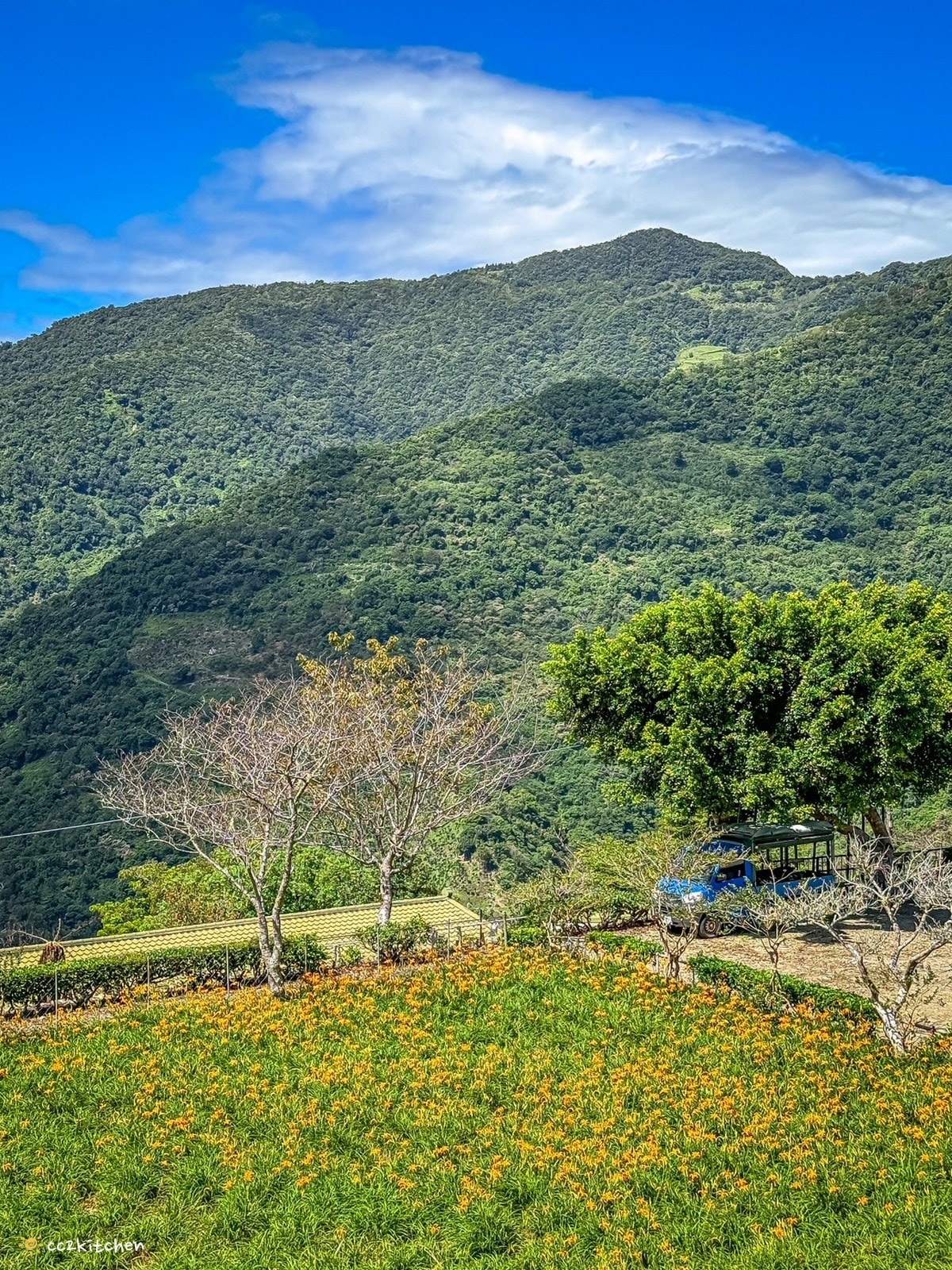 【2026台東太麻里金針山一日遊】金針山賞花秘境、森呼吸金針瑜珈、金針園採筍趣、水果茶凍DIY、大啖金針私房創意料理 ！