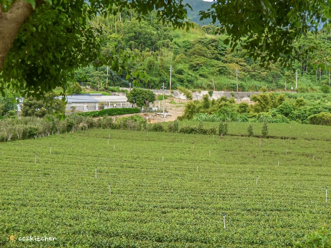 【2025台東初鹿一日遊】初鹿美食景點旅遊指南~一日茶農採茶趣、藥草火鍋吃到飽、深山裡的柴燒陶藝、釋迦鑰匙圈DIY ! - 第5張圖