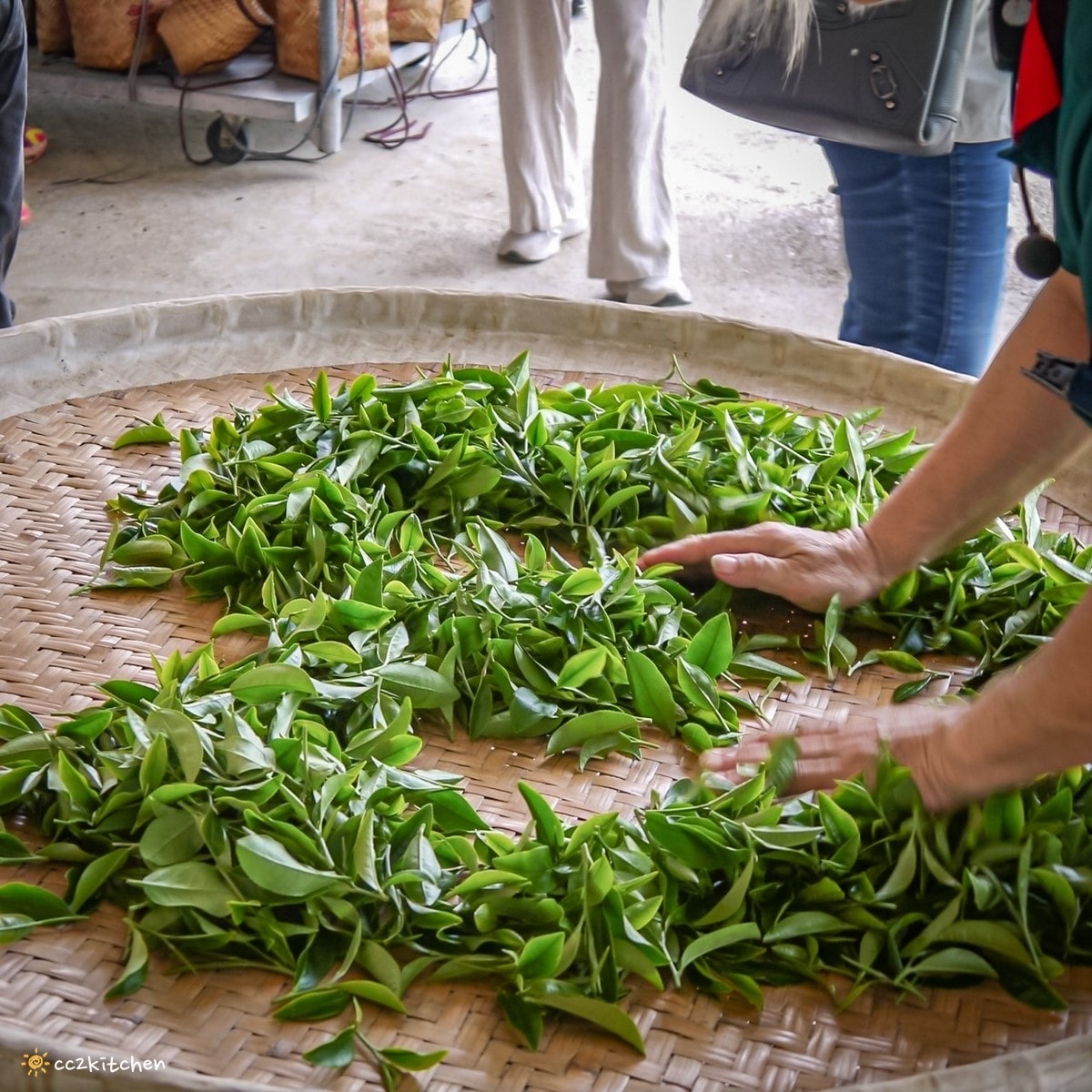 【2025台東初鹿一日遊】初鹿美食景點旅遊指南~一日茶農採茶趣、藥草火鍋吃到飽、深山裡的柴燒陶藝、釋迦鑰匙圈DIY ! - 第22張圖