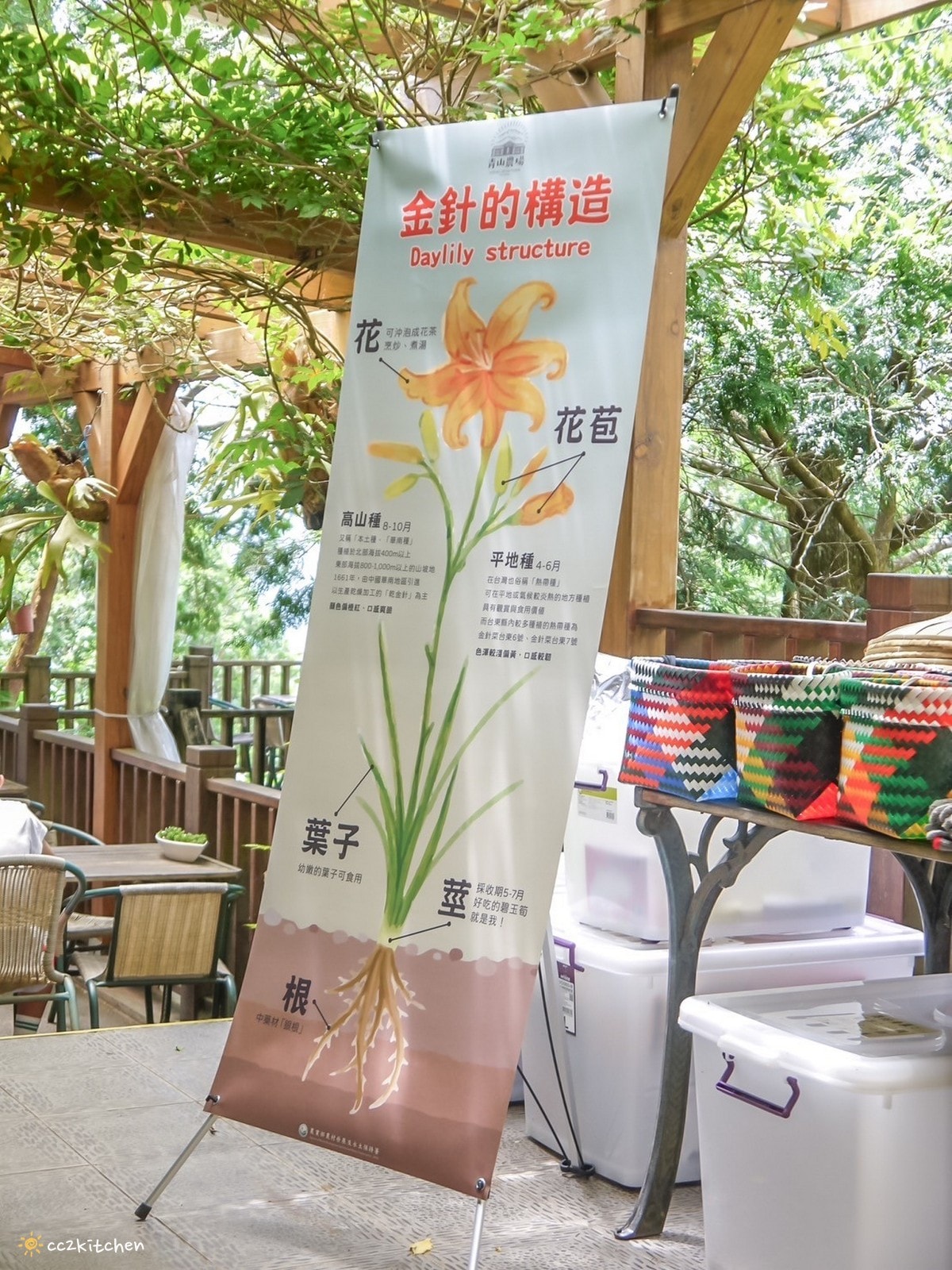 【2025台東太麻里金針山一日遊】金針山賞花秘境、森呼吸金針瑜珈、金針園採筍趣、水果茶凍DIY、大啖金針私房創意料理 ! - 第59張圖