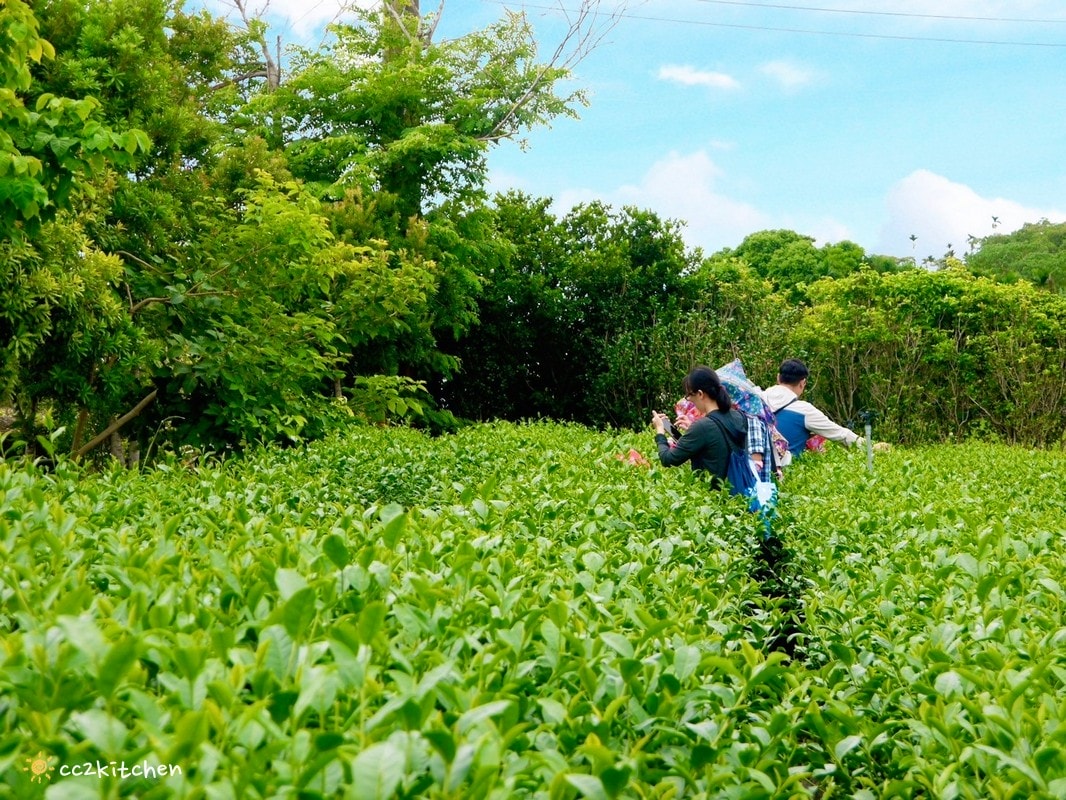 【2025台東初鹿一日遊】初鹿美食景點旅遊指南~一日茶農採茶趣、藥草火鍋吃到飽、深山裡的柴燒陶藝、釋迦鑰匙圈DIY ! - 第9張圖