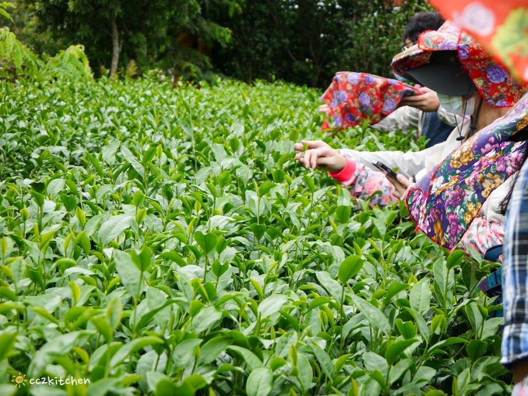 【2025台東初鹿一日遊】初鹿美食景點旅遊指南~一日茶農採茶趣、藥草火鍋吃到飽、深山裡的柴燒陶藝、釋迦鑰匙圈DIY ! - 第11張圖