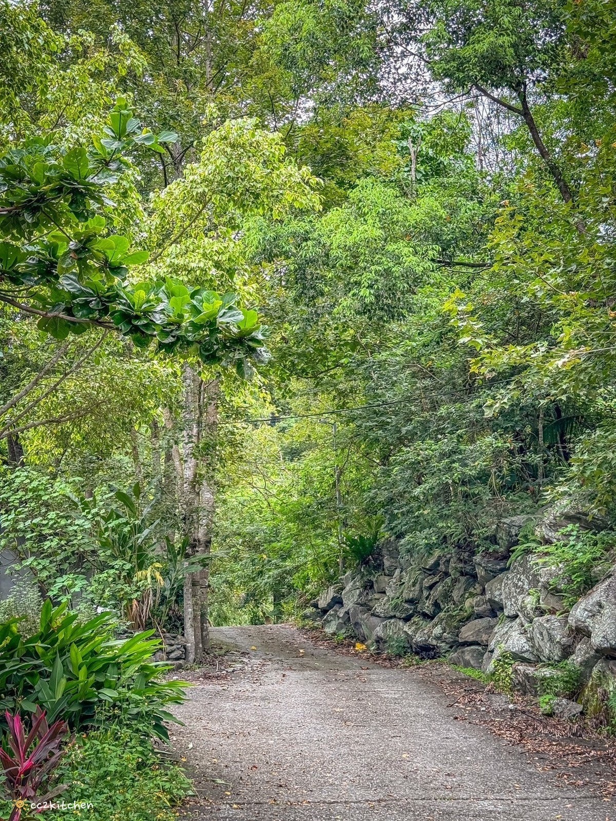 【2025台東初鹿一日遊】初鹿美食景點旅遊指南~一日茶農採茶趣、藥草火鍋吃到飽、深山裡的柴燒陶藝、釋迦鑰匙圈DIY ! - 第60張圖