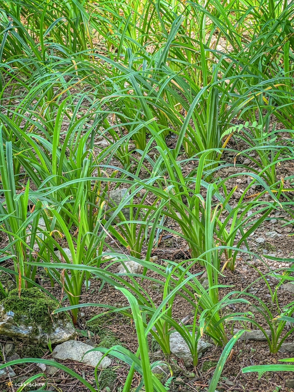 【2025台東太麻里金針山一日遊】金針山賞花秘境、森呼吸金針瑜珈、金針園採筍趣、水果茶凍DIY、大啖金針私房創意料理 ! - 第66張圖