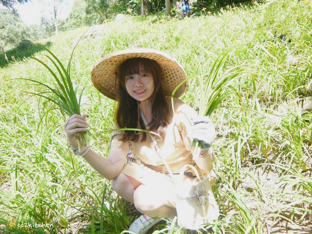 【2025台東太麻里金針山一日遊】金針山賞花秘境、森呼吸金針瑜珈、金針園採筍趣、水果茶凍DIY、大啖金針私房創意料理 ! - 第69張圖