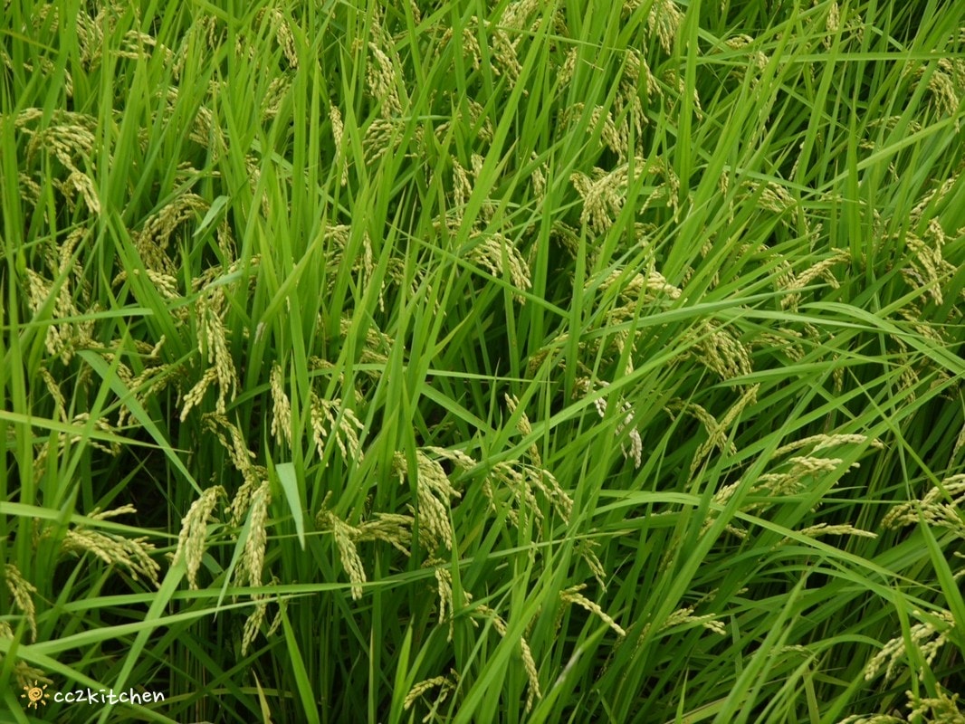 台東池上咖啡「小安比樂」feat.卡琺之谷，隱藏在稻香中的鄉村風咖啡廳！點一份仙草麵做的麻香拌麵、手工鄉村鹹派～在一片綠意中感受老宅漫時光。