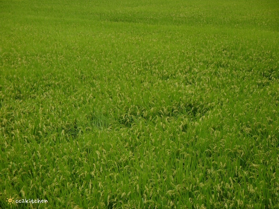 台東池上咖啡「小安比樂」feat.卡琺之谷，隱藏在稻香中的鄉村風咖啡廳！點一份仙草麵做的麻香拌麵、手工鄉村鹹派～在一片綠意中感受老宅漫時光。