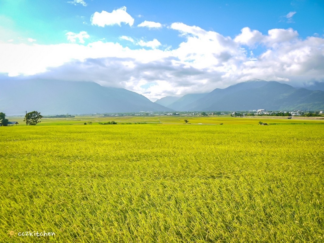 池上最新景觀咖啡「春田喜樂Spring Field Joy」伯朗大道旁一間可以欣賞黃金稻浪的咖啡廳~在解憂咖啡店裡喝咖啡配美景,感受宛如天堂般夢幻的稻海! - 第2張圖