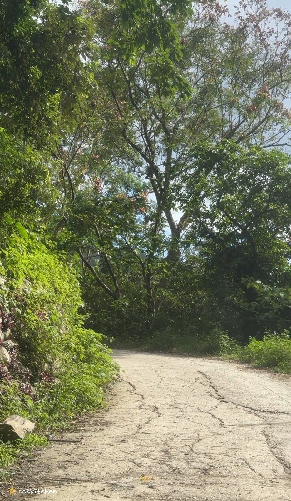 【2026台東知本一日遊】知本溫泉、知本美食景點全攻略！不能錯過的溫泉美食、知本隱藏版景點、最新光祭活動。