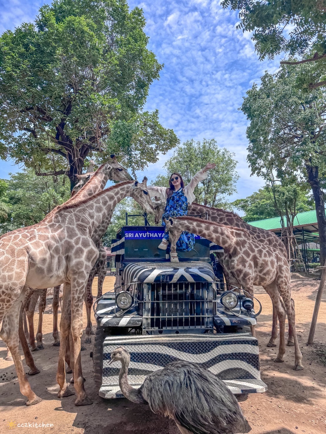 【2025泰國自由行】超狂!大城動物園「長頸鹿吉普車」體驗:餵食+拍照一次滿足,IG 打卡超吸睛!來泰國沒去會後悔的景點~ - 第19張圖