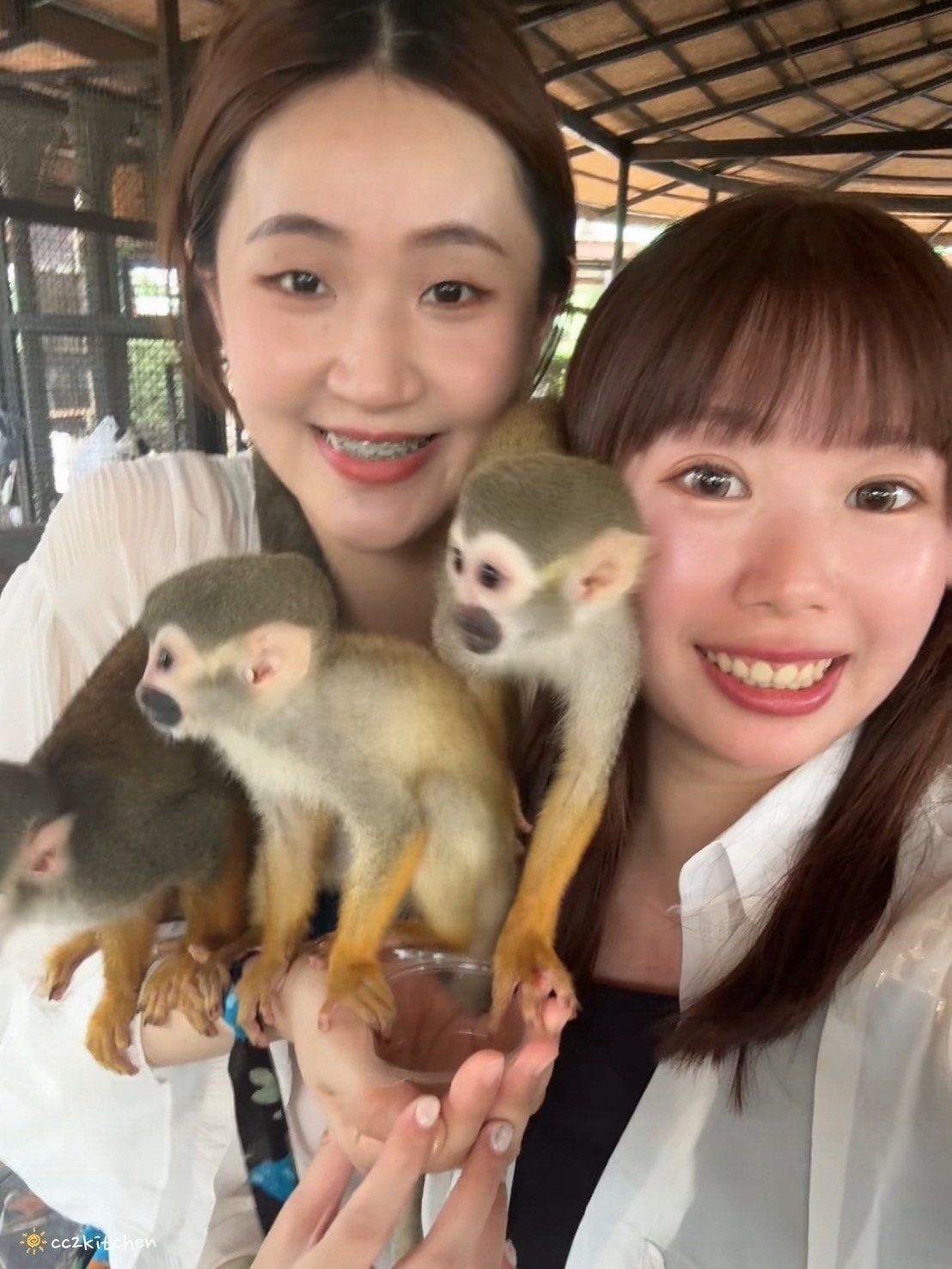 【2025泰國自由行】超狂!大城動物園「長頸鹿吉普車」體驗:餵食+拍照一次滿足,IG 打卡超吸睛!來泰國沒去會後悔的景點~ - 第30張圖