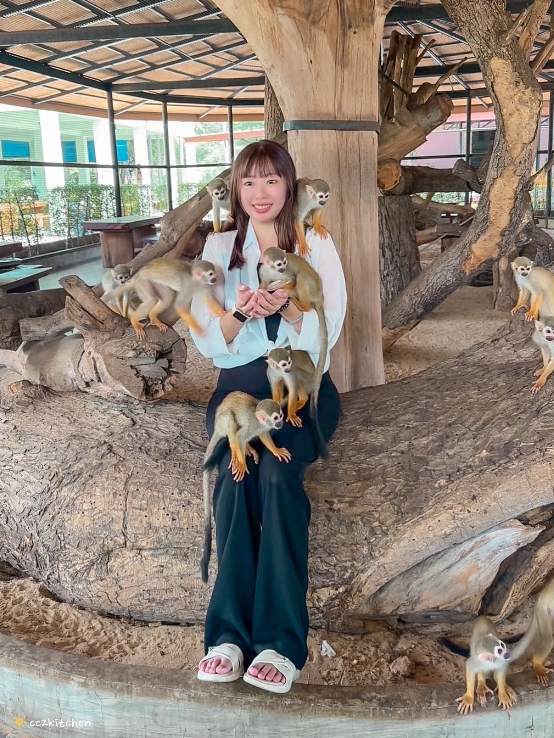 【2025泰國自由行】超狂!大城動物園「長頸鹿吉普車」體驗:餵食+拍照一次滿足,IG 打卡超吸睛!來泰國沒去會後悔的景點~ - 第27張圖