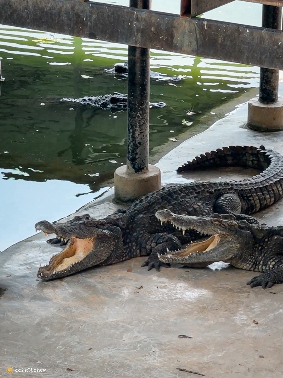 【2025泰國自由行】超狂!大城動物園「長頸鹿吉普車」體驗:餵食+拍照一次滿足,IG 打卡超吸睛!來泰國沒去會後悔的景點~ - 第23張圖