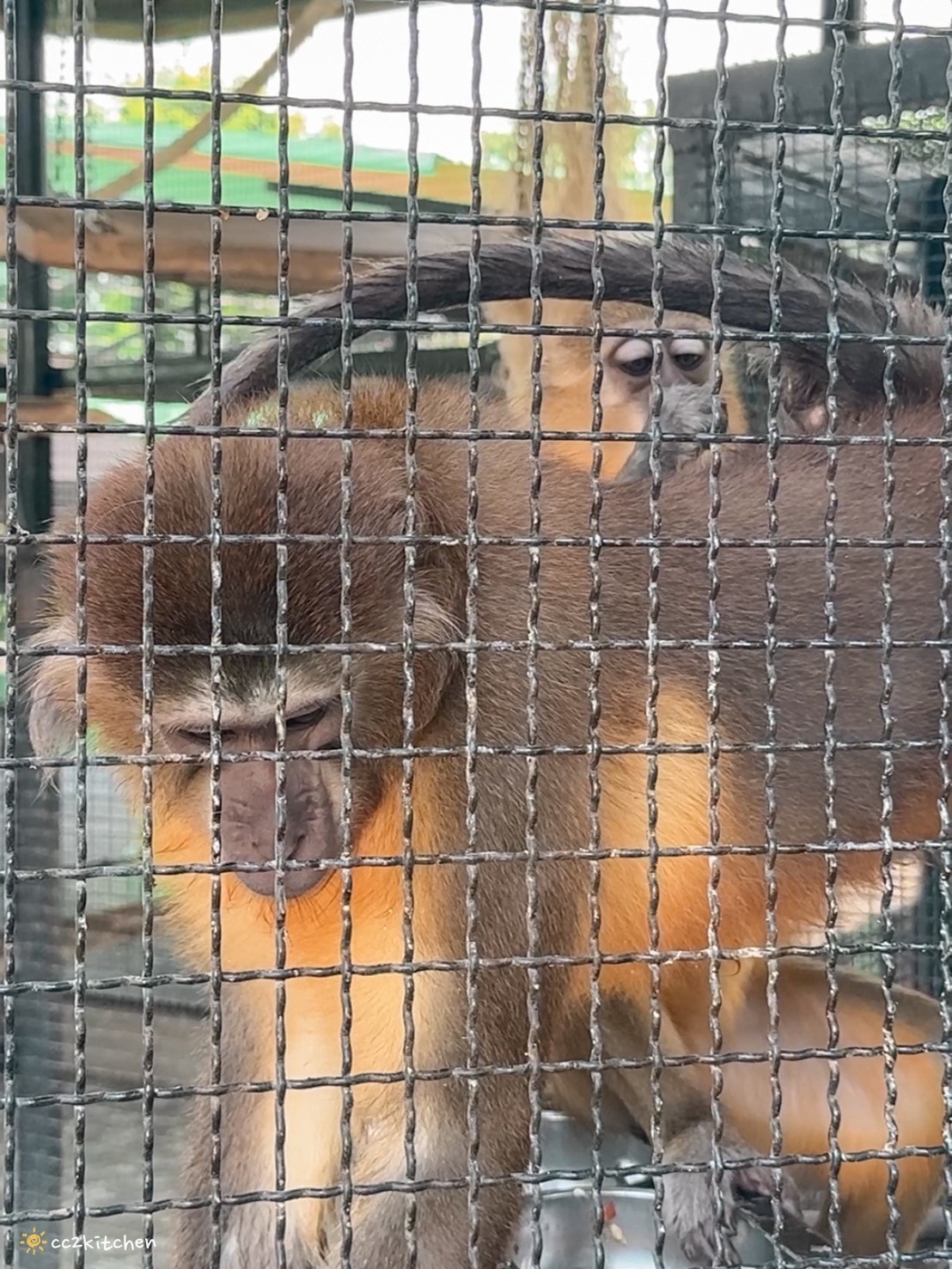 【2025泰國自由行】超狂!大城動物園「長頸鹿吉普車」體驗:餵食+拍照一次滿足,IG 打卡超吸睛!來泰國沒去會後悔的景點~ - 第31張圖