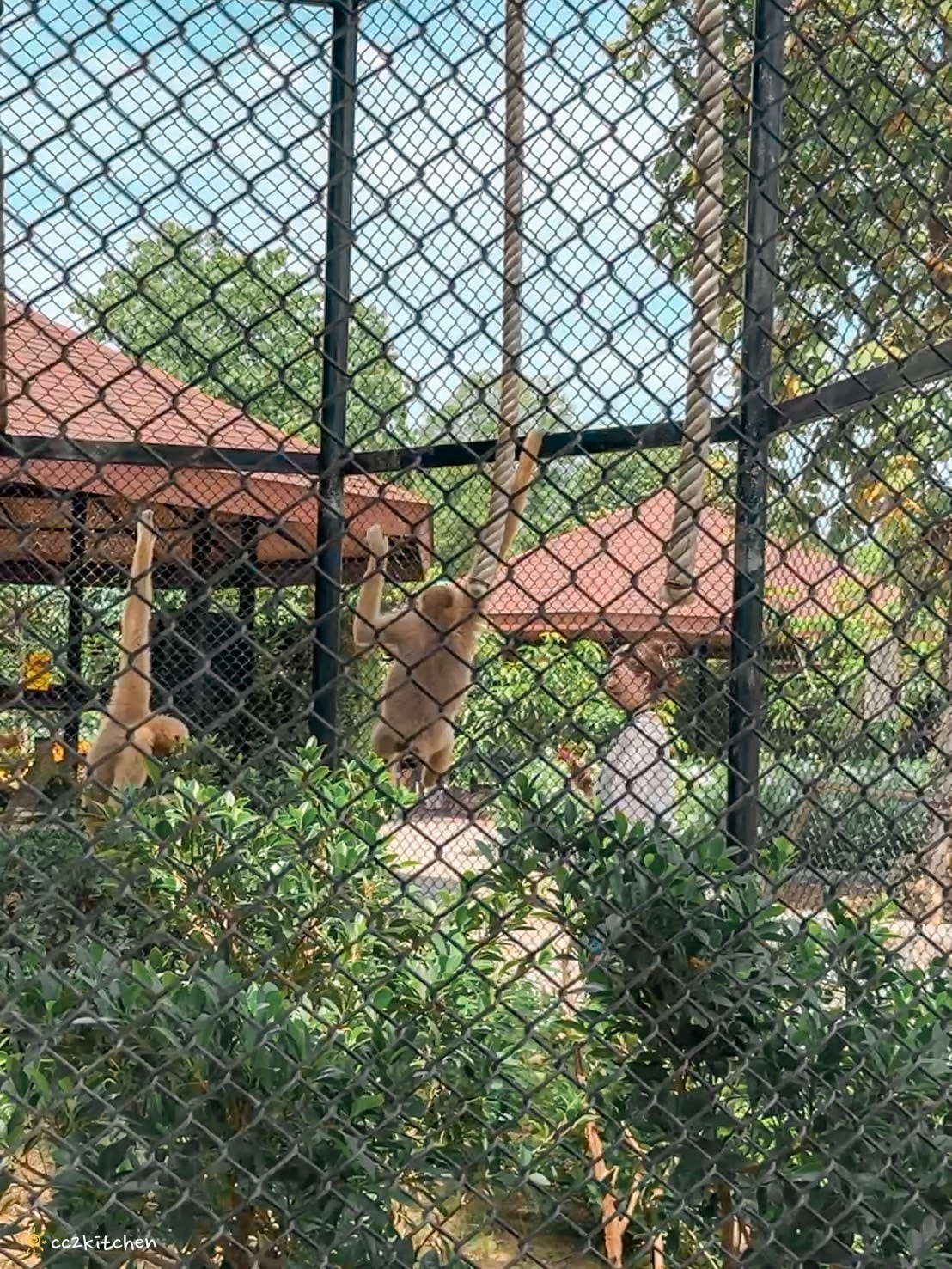 【2025泰國自由行】超狂!大城動物園「長頸鹿吉普車」體驗:餵食+拍照一次滿足,IG 打卡超吸睛!來泰國沒去會後悔的景點~ - 第32張圖