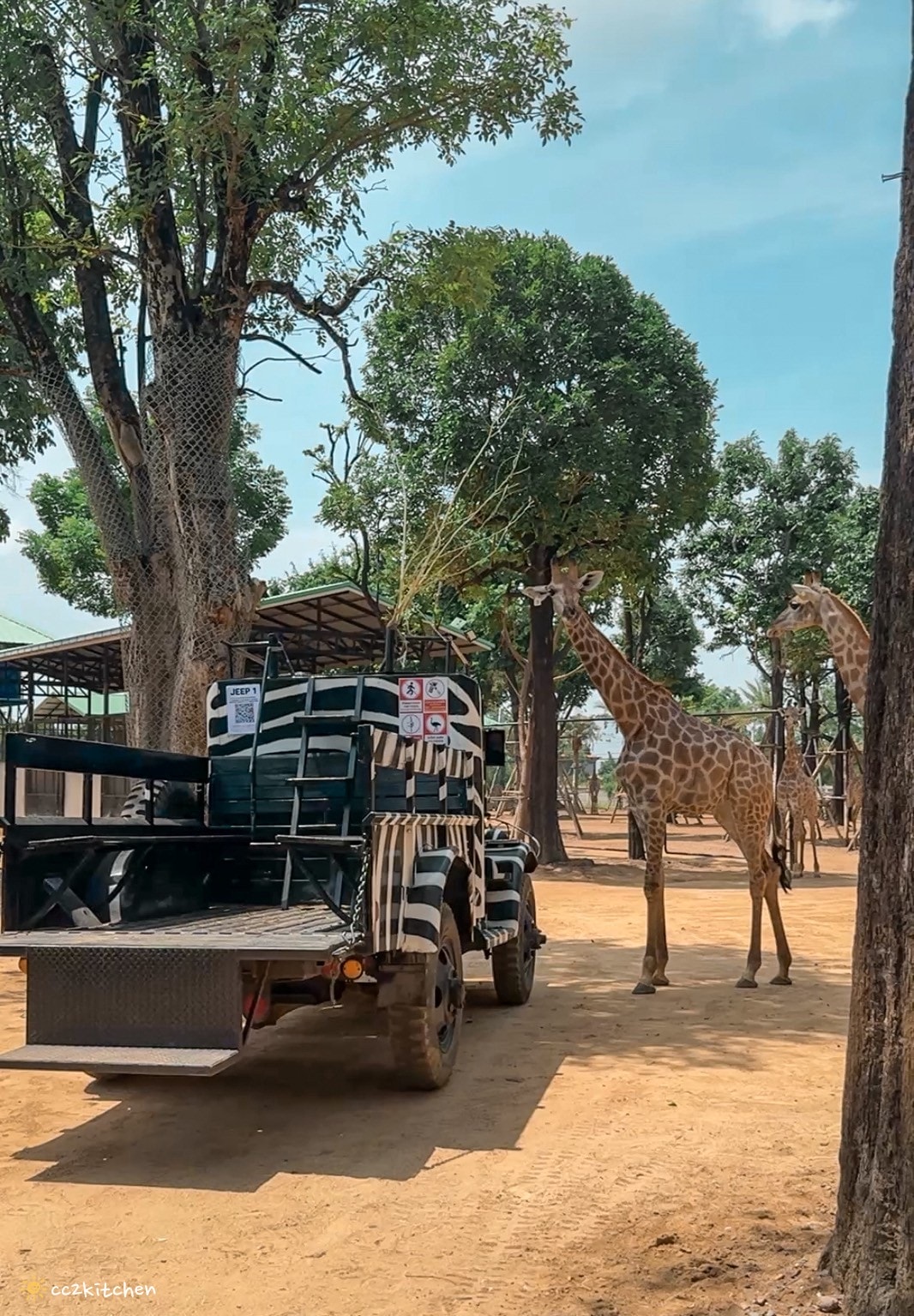 【2025泰國自由行】超狂!大城動物園「長頸鹿吉普車」體驗:餵食+拍照一次滿足,IG 打卡超吸睛!來泰國沒去會後悔的景點~ - 第16張圖