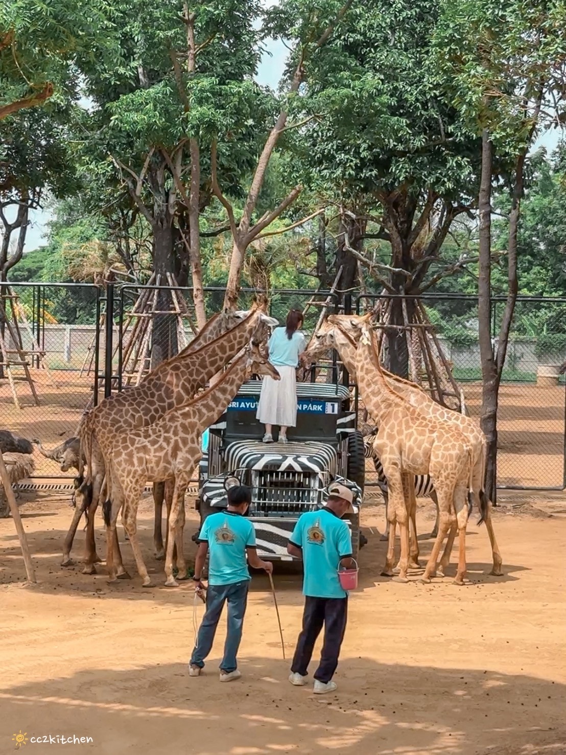 【2025泰國自由行】超狂!大城動物園「長頸鹿吉普車」體驗:餵食+拍照一次滿足,IG 打卡超吸睛!來泰國沒去會後悔的景點~ - 第17張圖
