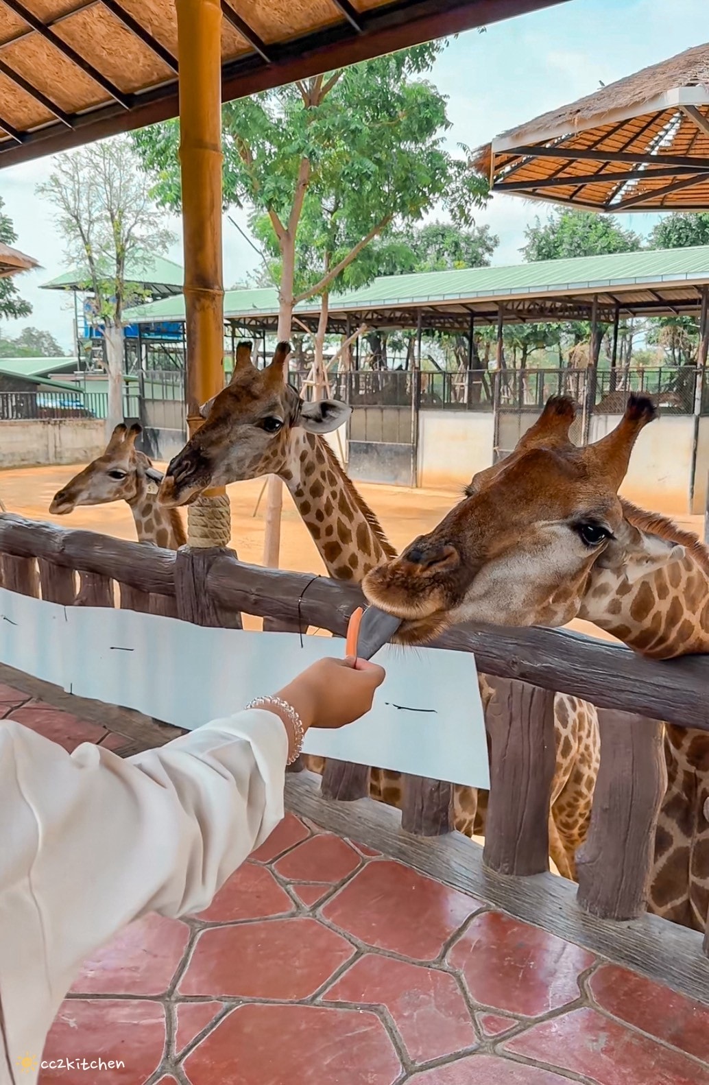 【2025泰國自由行】超狂!大城動物園「長頸鹿吉普車」體驗:餵食+拍照一次滿足,IG 打卡超吸睛!來泰國沒去會後悔的景點~ - 第9張圖