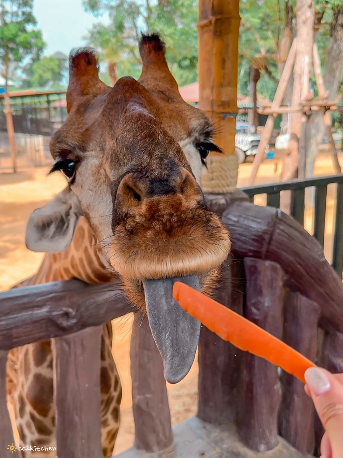 【2025泰國自由行】超狂!大城動物園「長頸鹿吉普車」體驗:餵食+拍照一次滿足,IG 打卡超吸睛!來泰國沒去會後悔的景點~ - 第11張圖