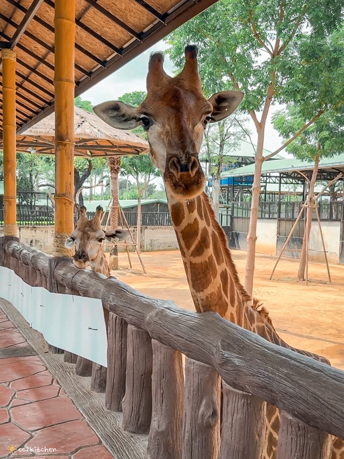 【2025泰國自由行】超狂!大城動物園「長頸鹿吉普車」體驗:餵食+拍照一次滿足,IG 打卡超吸睛!來泰國沒去會後悔的景點~ - 第10張圖