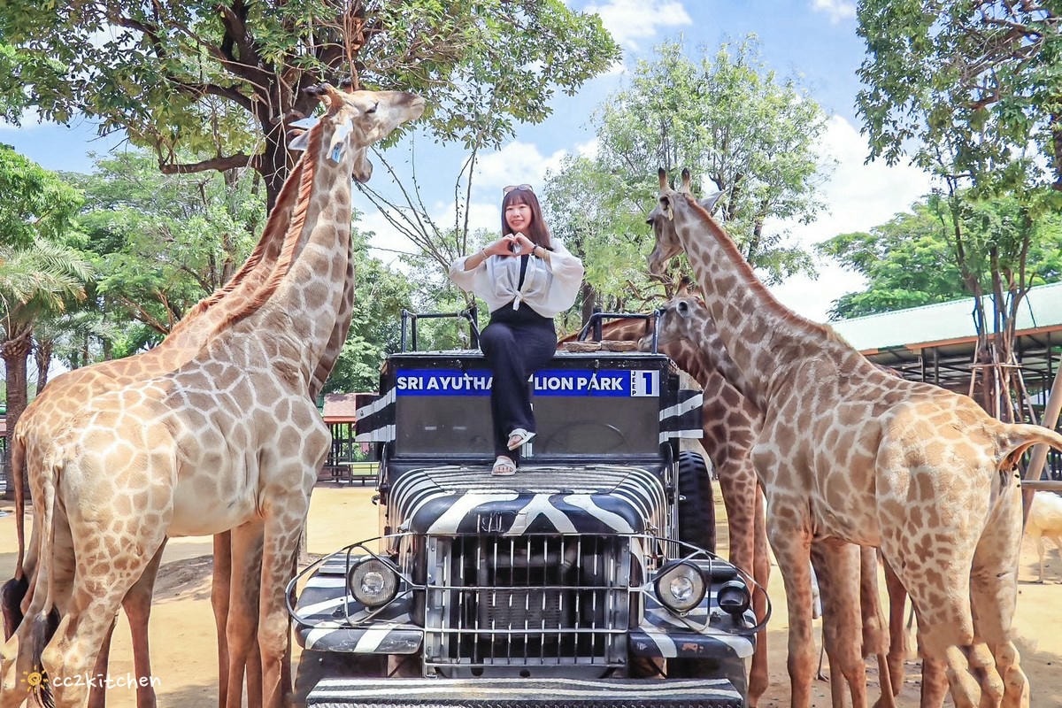 【2025泰國自由行】超狂!大城動物園「長頸鹿吉普車」體驗:餵食+拍照一次滿足,IG 打卡超吸睛!來泰國沒去會後悔的景點~ - 第15張圖